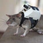 Rats Wearing Backpacks Are Trained To Rescue Earthquake Survivors