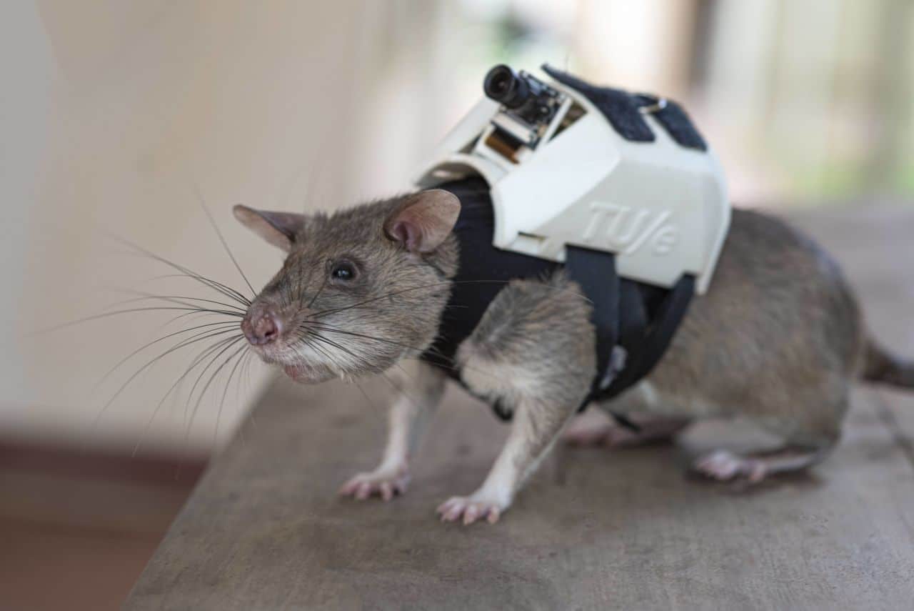 Rats Wearing Backpacks Are Trained To Rescue Earthquake Survivors