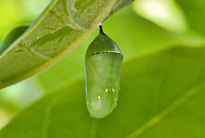 What Happens In A Butterfly’s Chrysalis?
