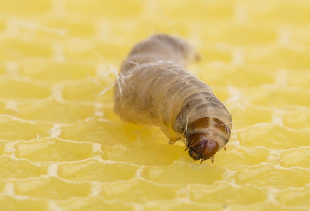 Scientists Discover Wax Worm: The Plastic-Eating Larva – KidzNet