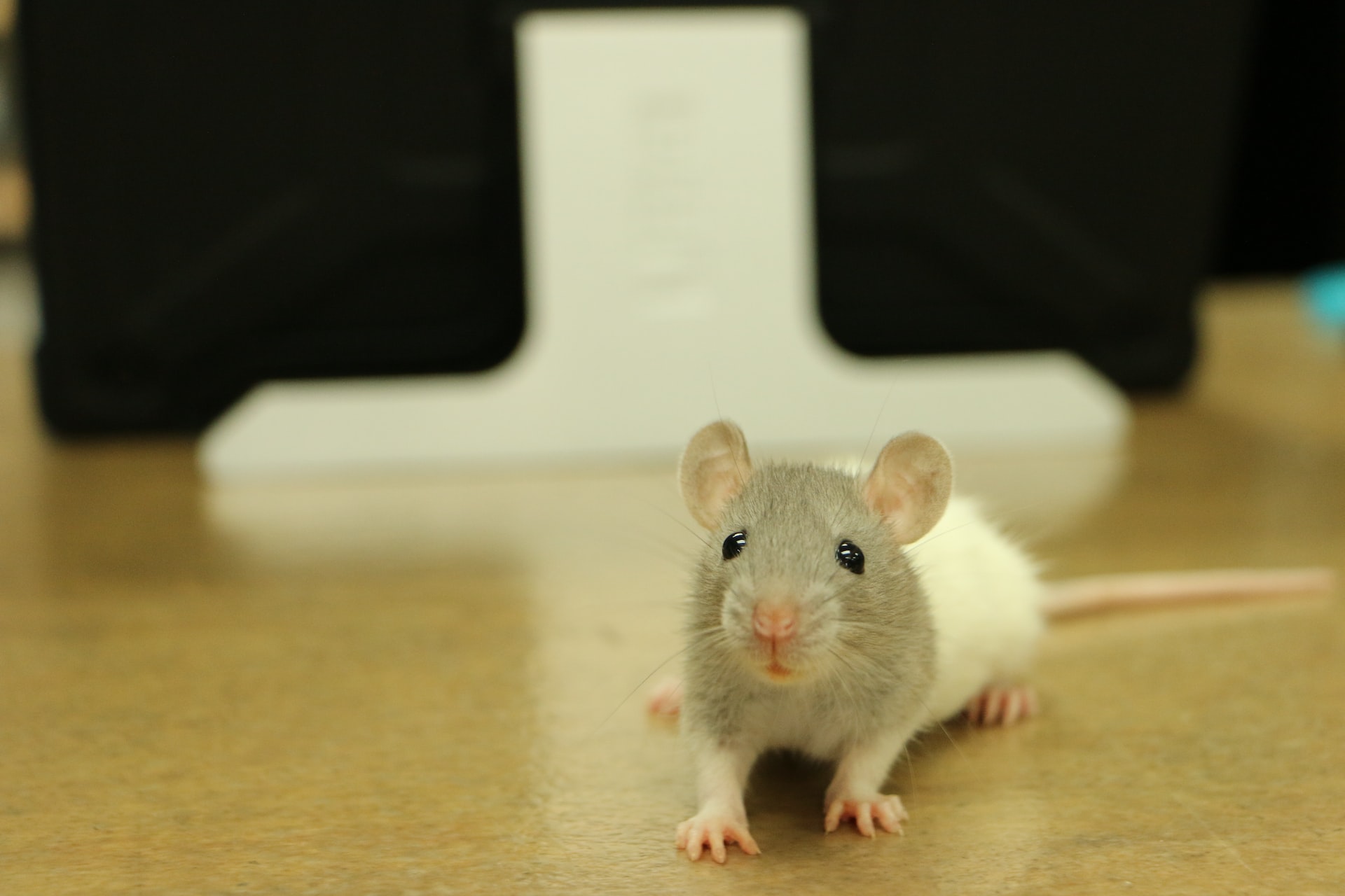 Rats Have Rhythm And Can Dance To A Good Beat