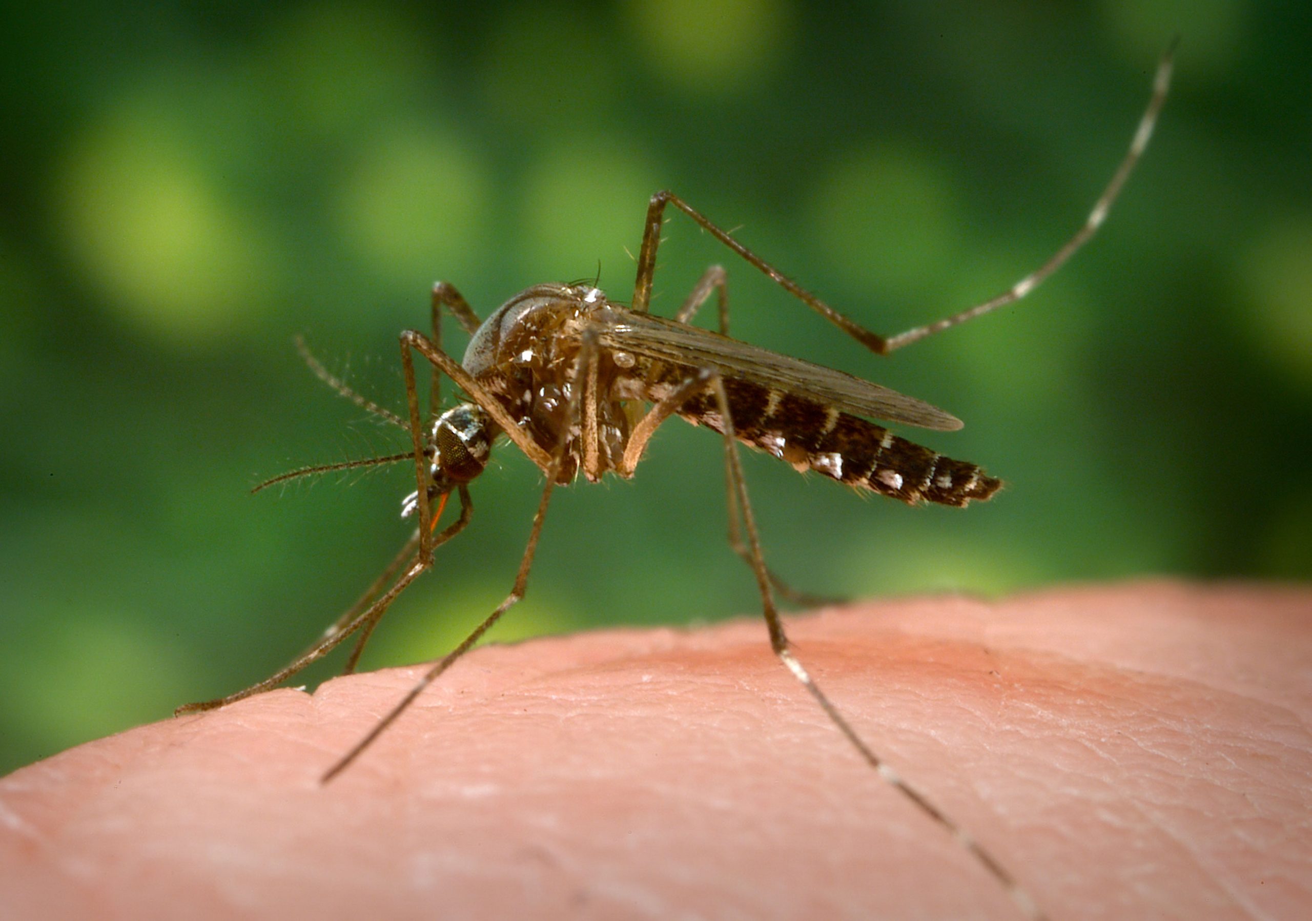 Here’s Why Some People Are Mosquito Magnets More Than Others