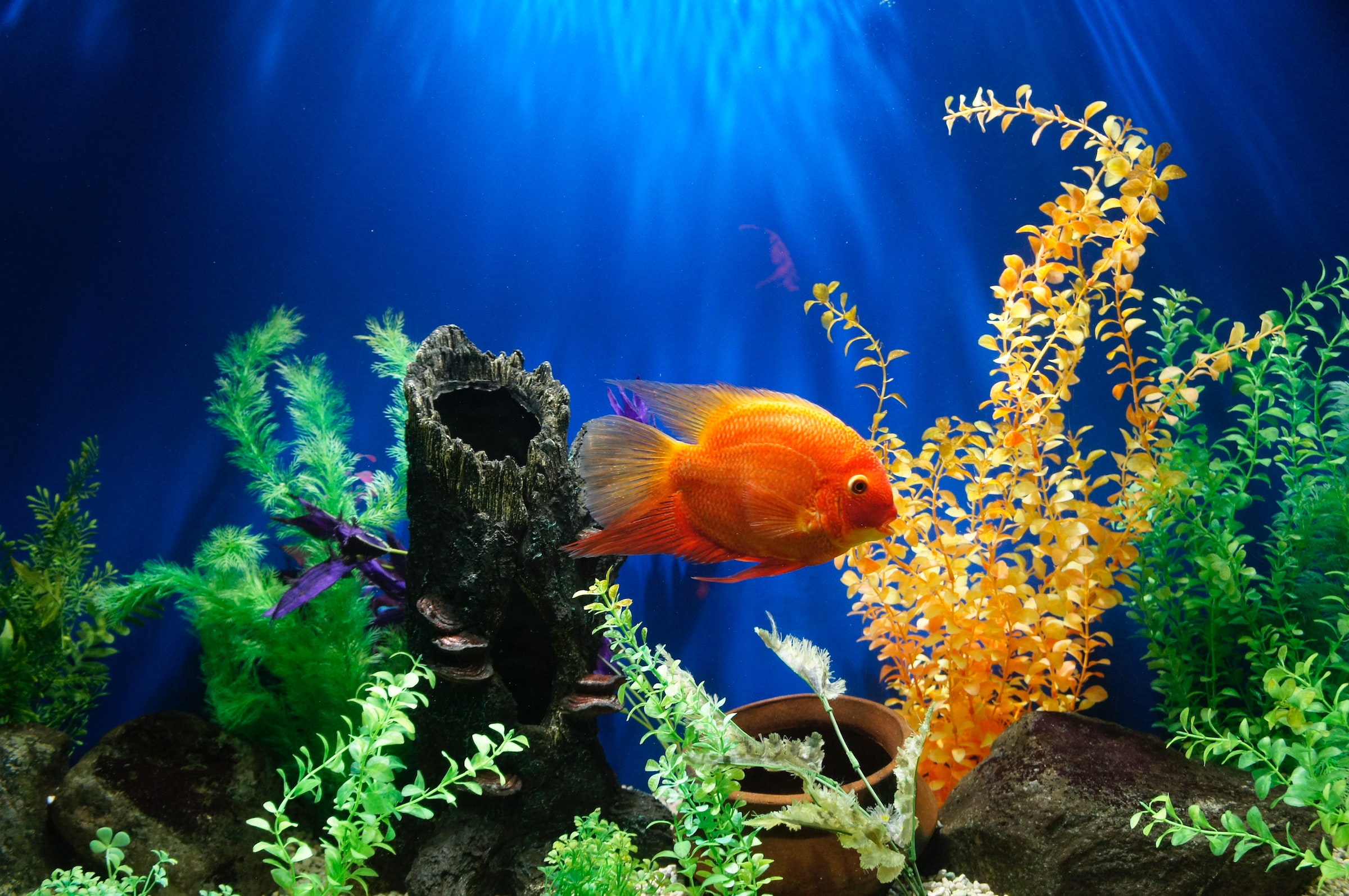 10 Most Expensive Pet Fish in the World – But Just 5 for You!