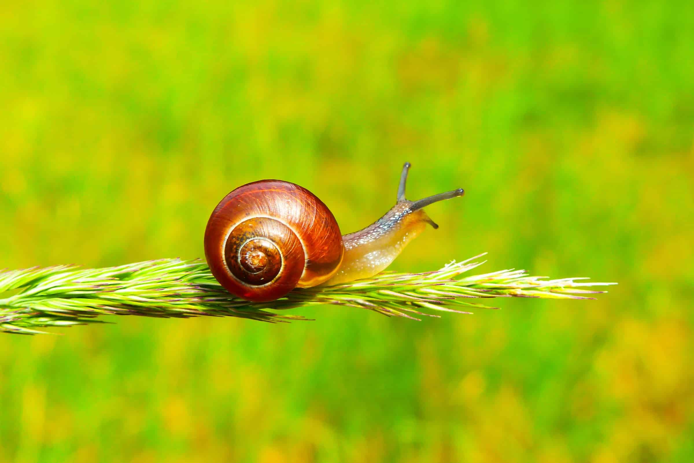 Why Are Snails And Slugs So Slow?