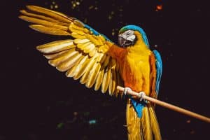 Here’s How Parrots Can Talk Like Humans