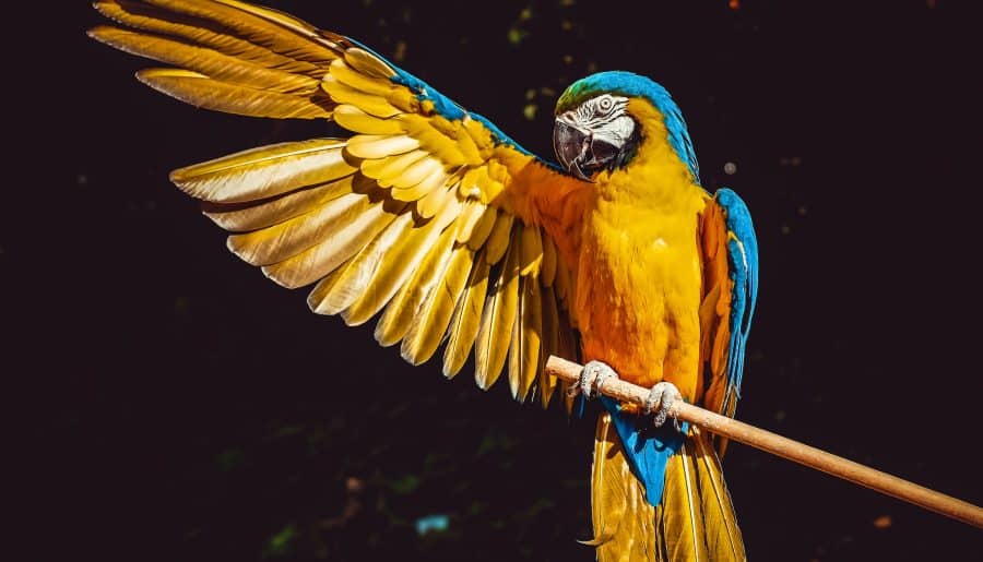 Here’s How Parrots Can Talk Like Humans