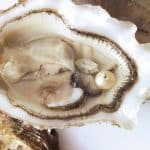 Halved fresh oyster with oyster pearl