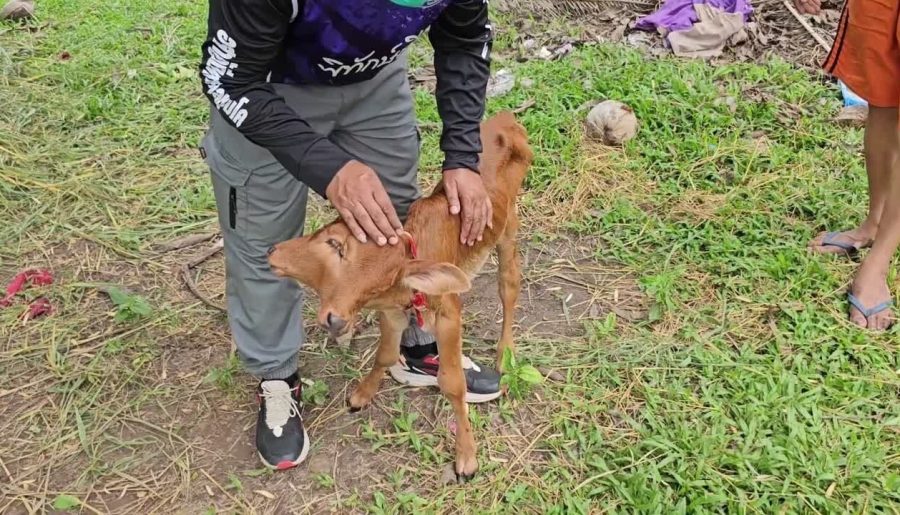 Two-headed Calf: A Rare Phenomenon of Nature! Sci lovers, Watch This!!!!!
