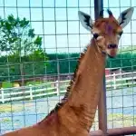 Only One in the World: Rare Spotless Giraffe Born In U.S. Zoo