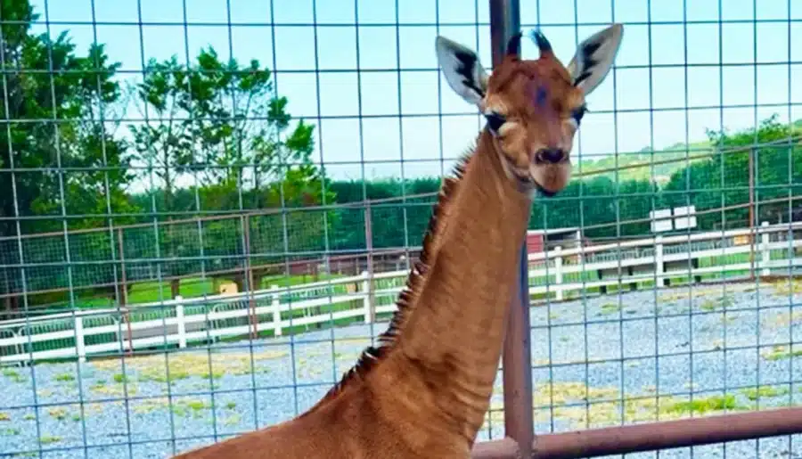Only One in the World: Rare Spotless Giraffe Born In U.S. Zoo
