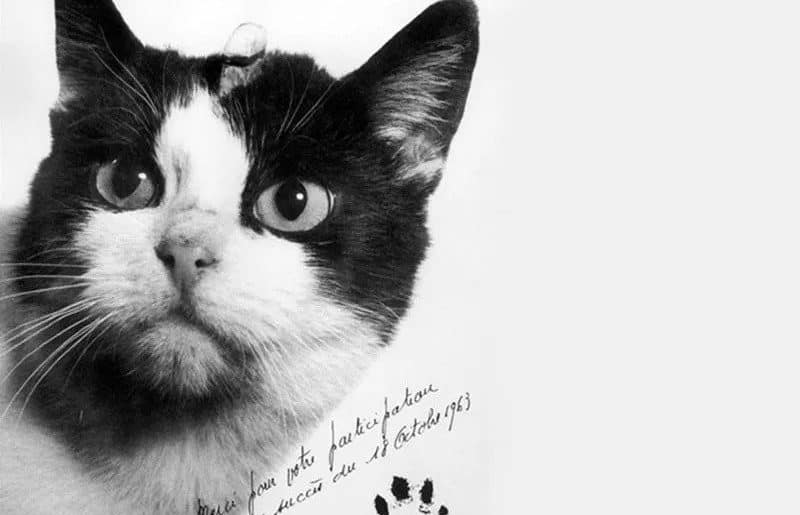 Meet Félicette, the First Cat in Space