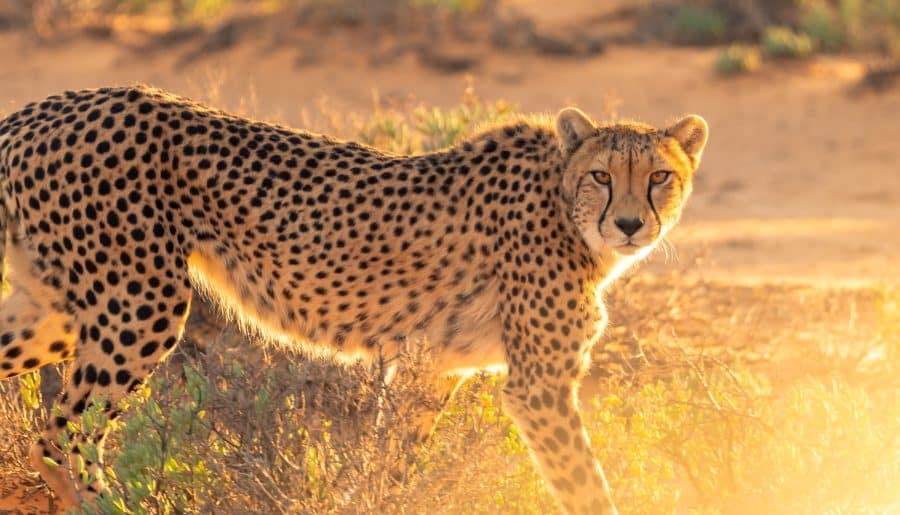 Cheetahs: The Complete Guide