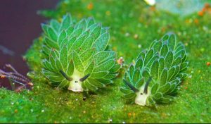 The Leaf-Sheep Sea Slug