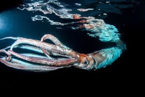 Giant Squids
