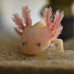 Mexican ecologists start campaign to save axolotl