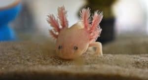 Mexican Ecologists Are Fighting To Save Axolotls