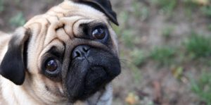 Why I Love Pugs/Dogs So Much