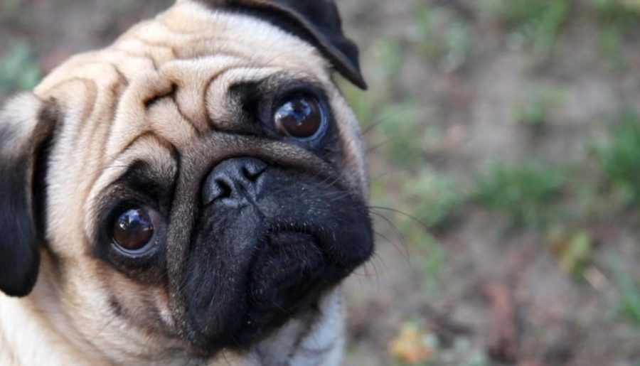 Why I Love Pugs/Dogs So Much