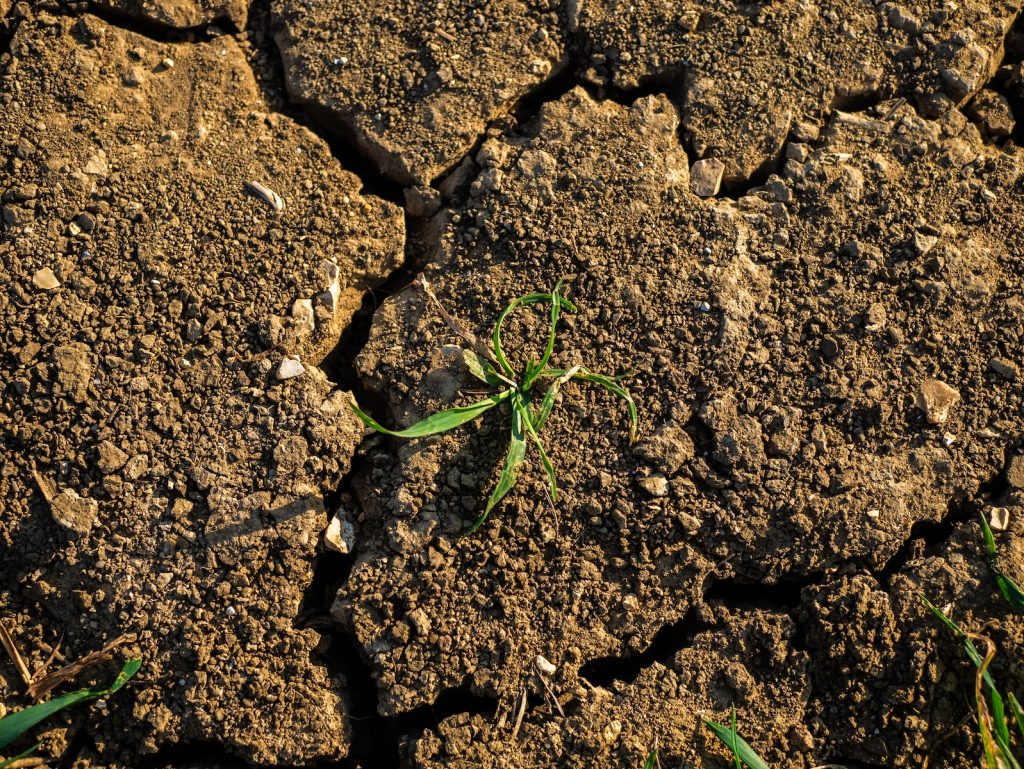 a plant sprouts from the ground in the dirt
