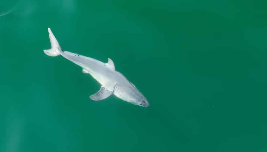 Drone May Have Captured The First Image Of A Newborn Great White Shark