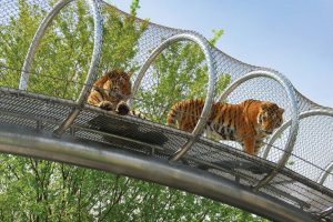 Should Animals be Kept in Captivity? My Opinion