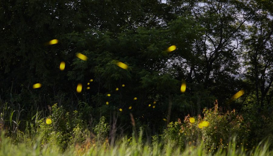 How Do Fireflies Glow?