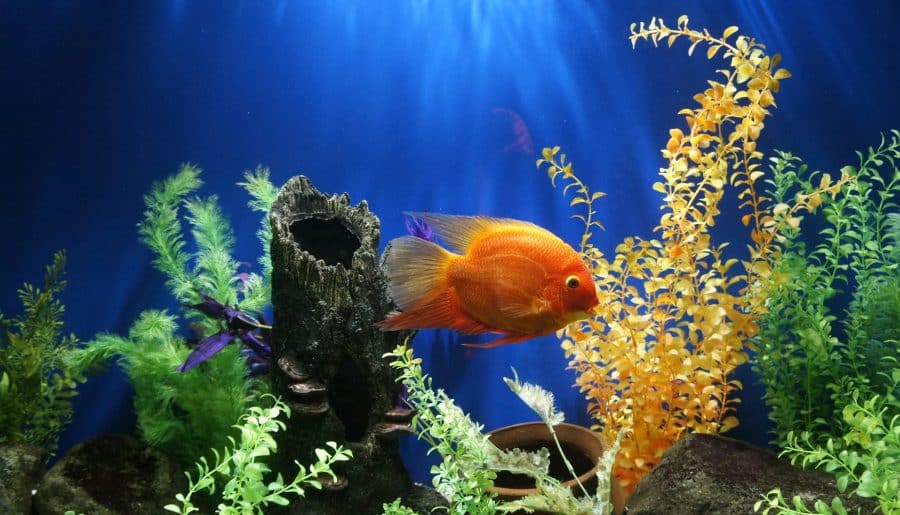 Do Goldfish Really Have A 3-Second Memory? Debunking This Popular Myth