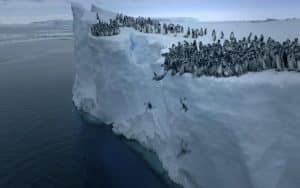 Why Are These Baby Emperor Penguins Jumping From A 50-foot Cliff?