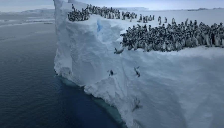 Why Are These Baby Emperor Penguins Jumping From A 50-foot Cliff?