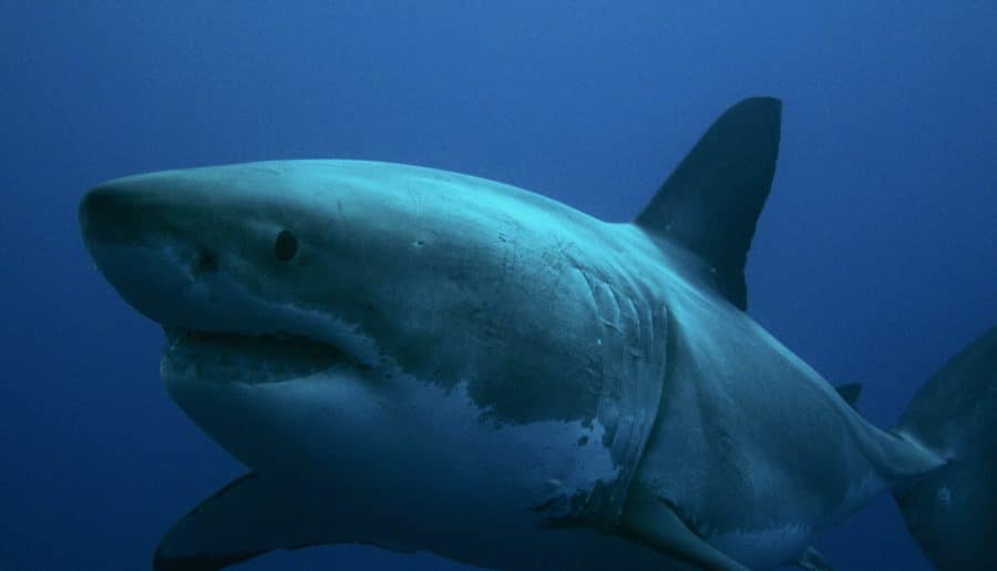 a large white shark swimming in the ocean