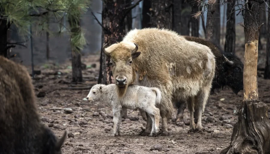 Rare White Buffalo Calf Born in Yellowstone National Park