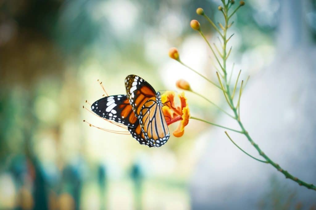 monarch butterfly perched on orange flower in close up photography during daytime