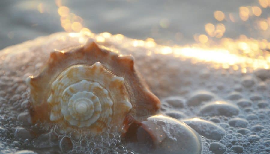 How Do Shells Get Their Shapes?