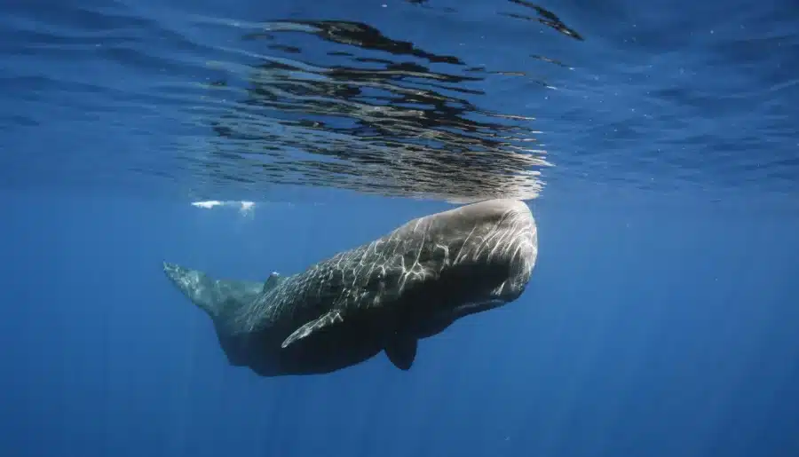 What are Sperm Whales Saying? Scientists are Working to Decode Whale Languages
