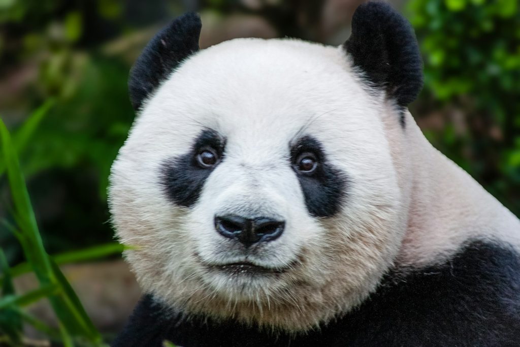 A black and white panda bear sitting in the grass