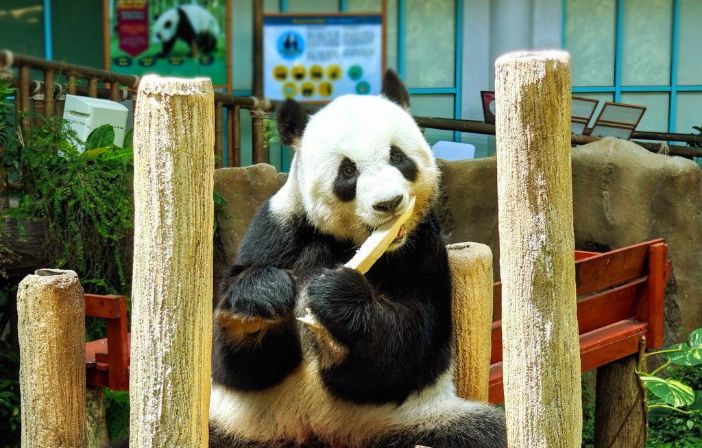 A panda bear sitting on a wooden bench eating a piece of food