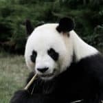 panda eating bamboo