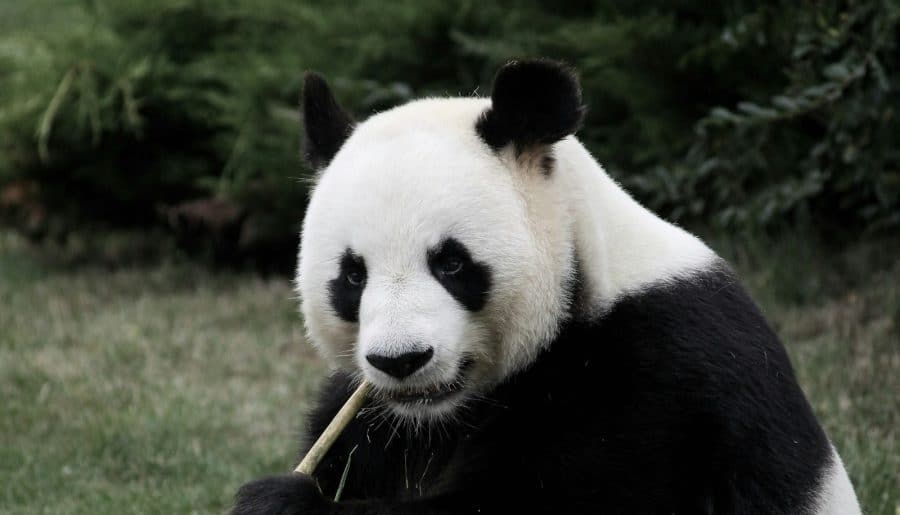 panda eating bamboo