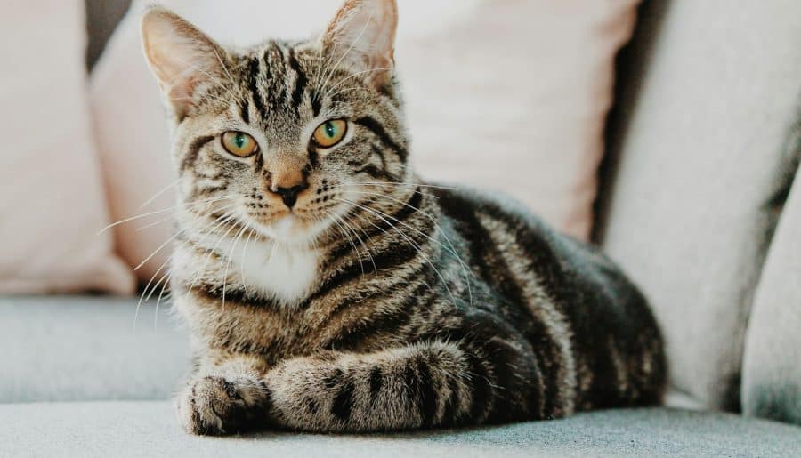 selective focus photo of gray tabby cat