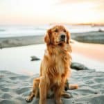 adult dog sitting on white sand near seashore