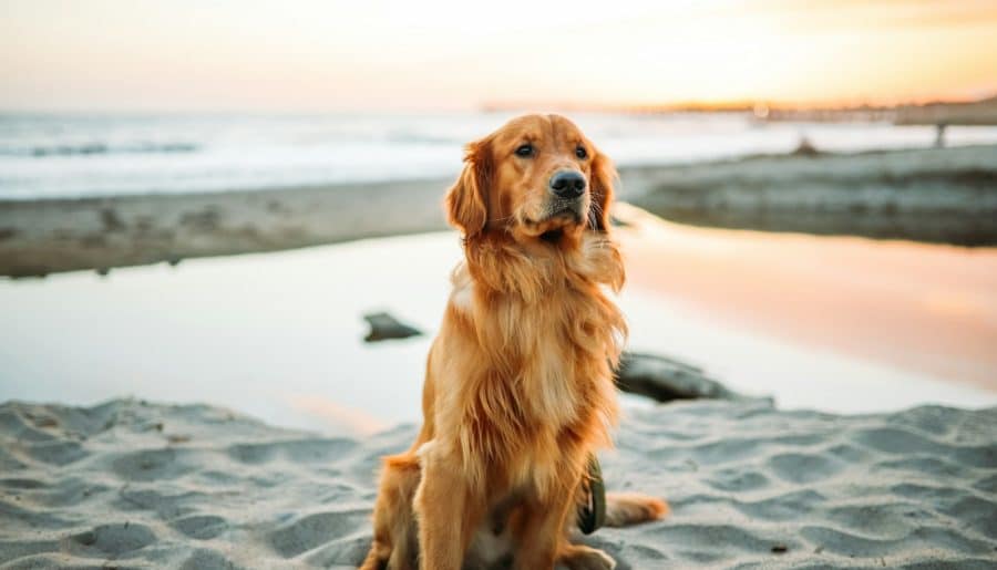 adult dog sitting on white sand near seashore