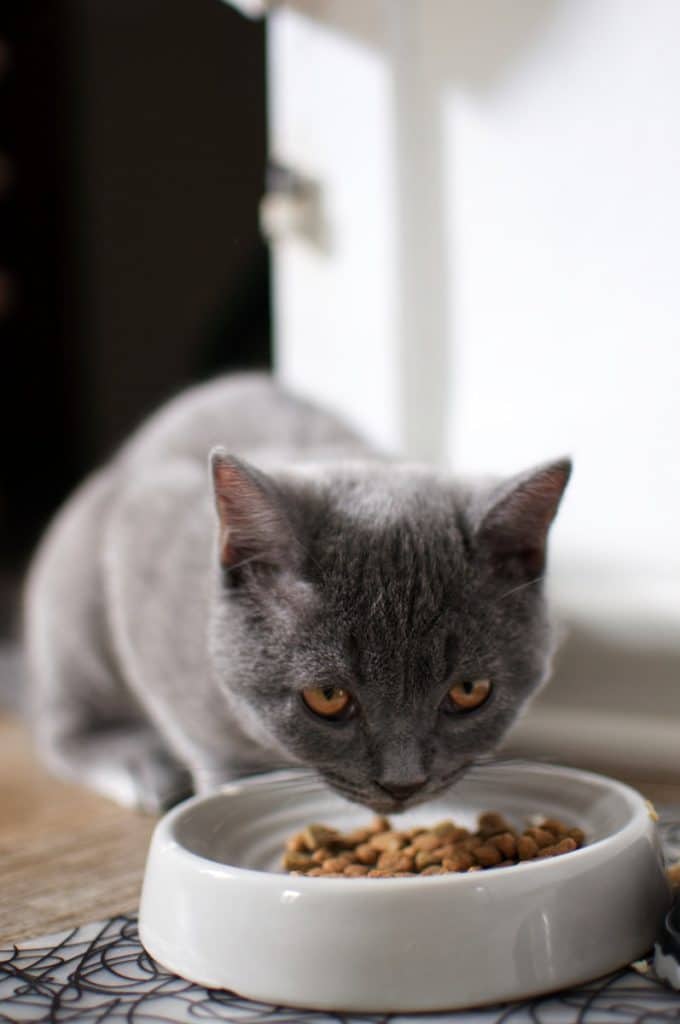 russian blue cat on brown wooden table