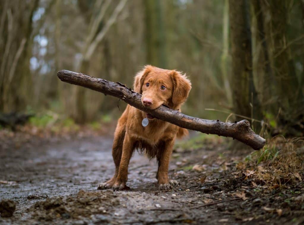 dog biting brown wood on road