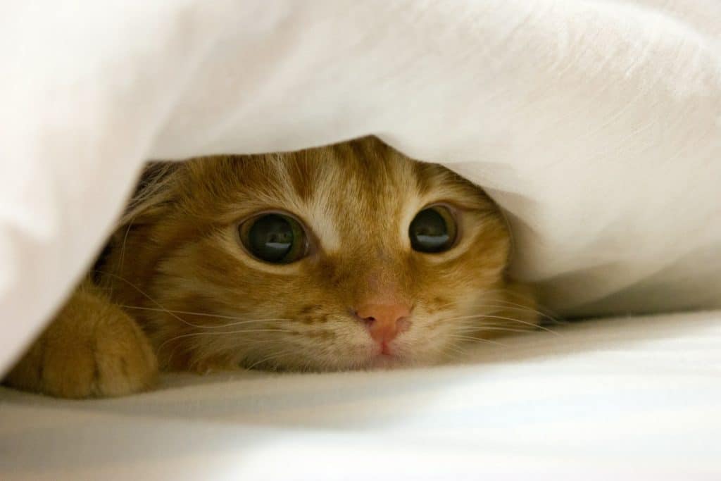 A close up of a cat peeking out from under a blanket