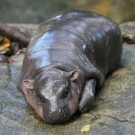 Thailand_Pygmy_Hippo_52975