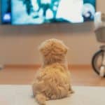 white long coated small dog on floor