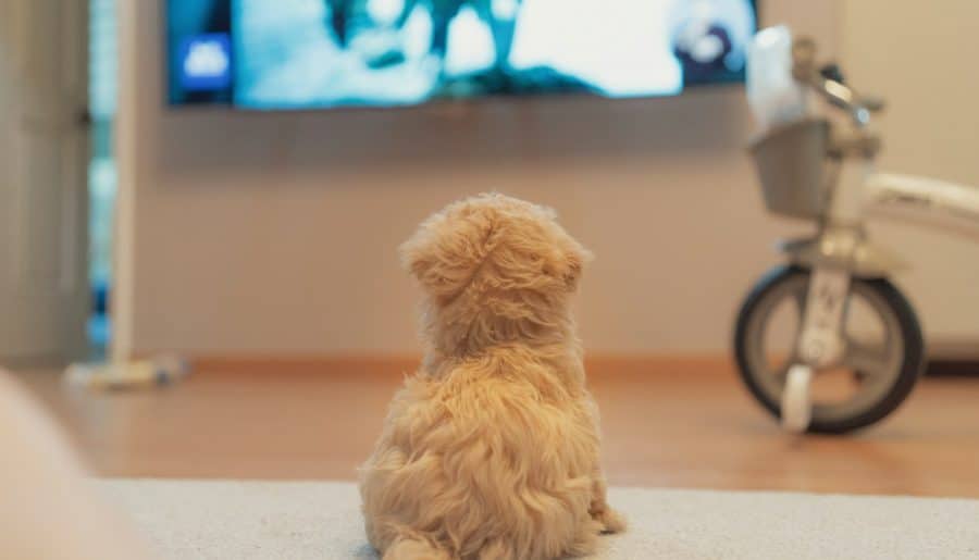 white long coated small dog on floor