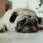 fawn pug puppy laying on ground