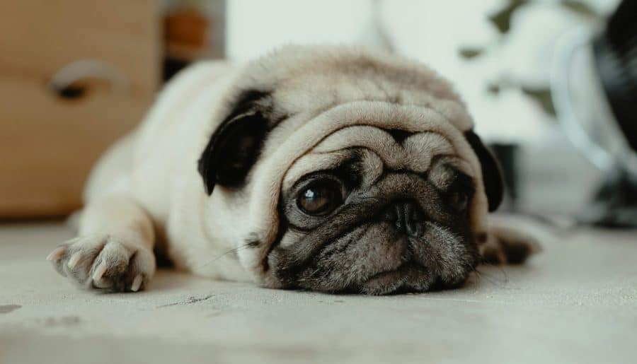 fawn pug puppy laying on ground