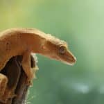 focused photo of a brown lizard